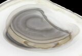 Polished, Striped Flint Slab - Poland #61727-1